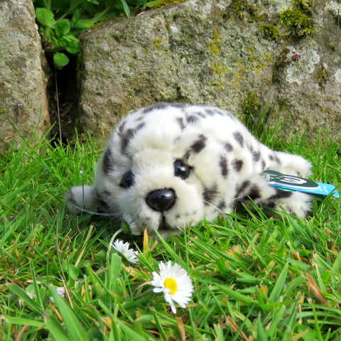 Soft Toys