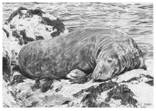 Load image into Gallery viewer, A pencil illustration print of a large grey seal, resting on rocks with the sea behind him. Original was drawn by artist Pat Johnson.