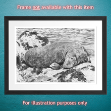 Load image into Gallery viewer, A framed version of pencil illustration print of a large grey seal, resting on rocks with the sea behind him. Original was drawn by artist Pat Johnson.