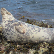 Load image into Gallery viewer, A photo of named seal "Lucky Bunting" sleeping on a seaweed-strewn rock. She can be adopted via the Seal Research Trust Adoption Scheme. 