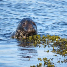 Load image into Gallery viewer, A photo of named seal "Nudger" in the sea with seaweed. He can be adopted via the Seal Research Trust Adoption Scheme.